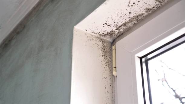 Best Commercial Mold Remediation in Hidden Hills, CA