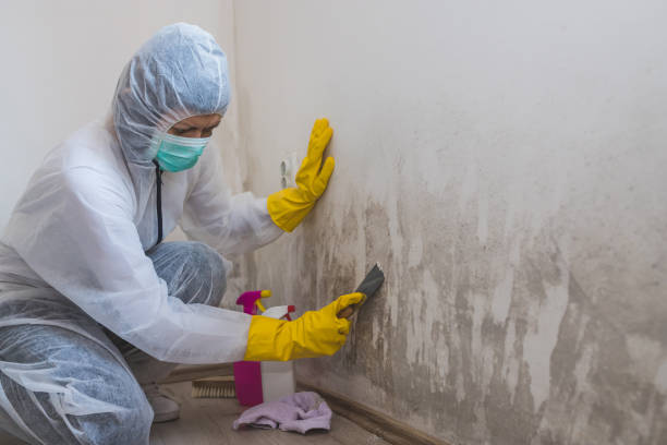 Professional Mold Remediation in Hidden Hills, CA