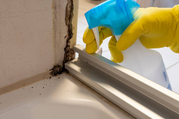 Best Crawl Space Mold Remediation in Hidden Hills, CA