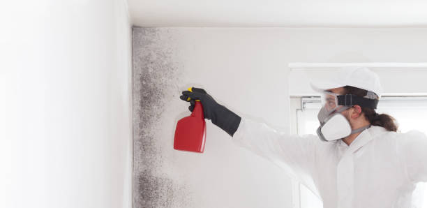 Best Emergency Mold Remediation in Hidden Hills, CA