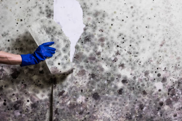 Best Health and Safety Mold Remediation in Hidden Hills, CA