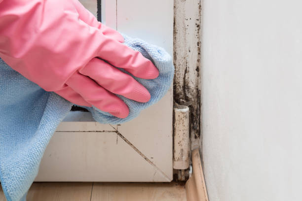 Best Post-Flood Mold Remediation in Hidden Hills, CA