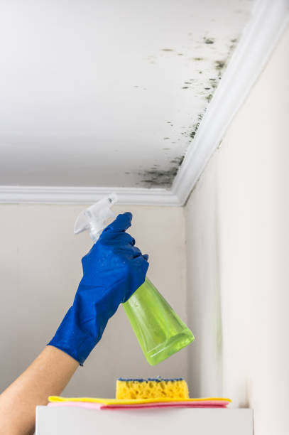 Best Attic Mold Remediation in Hidden Hills, CA